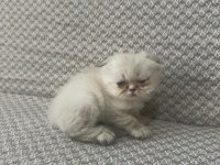 Scottish fold yavrularımız kendi kedilerimiz