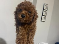 Güzeler güzeli kilo garantili poodle bebekler