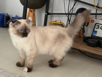 Scottish Fold Kedimiz