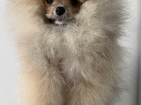 Pomeranian boo harika yavrumuz