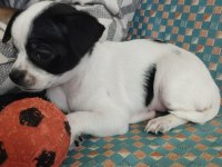 50 günlük elma kafa chihuahua