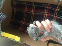 Scottish Fold Yavrular
