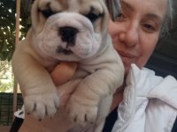 TOMBİK İNGİLİZ BULLDOG YAVRUMUZ
