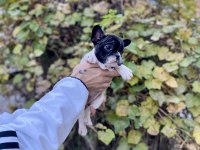 Çok Sevimli ve Oyuncu French Bulldog Yavrularımız