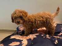 Toy poodle dişi