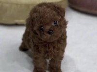 Toy Poodle Sağlıklı