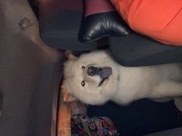 Acil sahiplendirme çin aslanı köpeğimiz