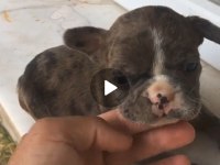 Tombik french bulldog merleler yuvadan uçmaya hazır