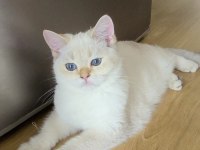 5 British Shorthair Golden Point Erkek