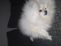 İki tane pomeranian boo ilgilenen arasın