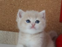 ÖDÜLLÜ ANNENİN GOLDEN BRİTİSH KIZLARI