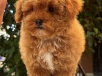 RED MALTİPOO DİŞİ TEDDY SURAT