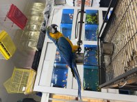 BELGELİ ÇİPLİ SARI MAVİ ARA MACAW MUTASYON