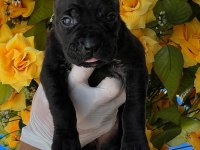 Cane Corso yavrularımız büyüdü