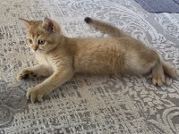 Erkek 3 Aylık British Shorthair Golden
