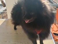 POMERANİAN 8 AYLIK AŞILARI YAPILDI ERKEK