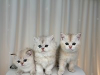 Dünyalar Güzeli British Shorthair Yavrular