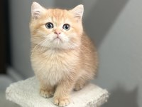 Golden iki aylık kedimiz