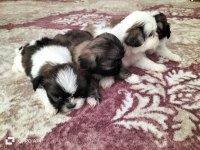 Shih tzu şitsu 0 numara yavrular