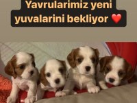 Kendi King Charles yavrularımız