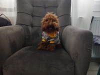 Orjinal teacup poodle