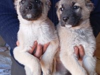 Sahibinden kangal yavruları