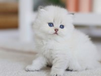 Çok cana yakın sevgi dolu bir erkek kedimiz