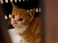 ÜCRETSİZ KEDİMİZİ SAHİPLENDİRME