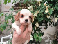 Irk garantili cavalier king charles yavrular