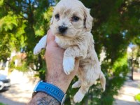 Maltipoo köpeği