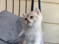 British shorthair kedimiz minoşa yeni yuva arıyoruz