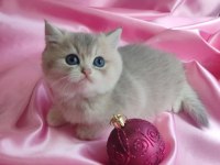 British shorthair yavru 1 aylık