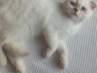Scottish fold 30 mayıs doğumlu
