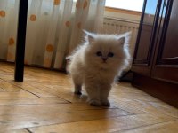 70 günlük safkan british longhair yavru