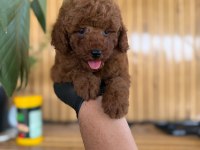 Maltipoo Bebekler Referans Yavrum