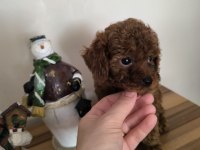 Orjinal Kore Kanı Taşıyan Erkek Poodle Yavrusu