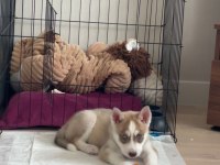 ORJİNAL ERKEK HUSKY