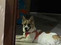 1.5 yaşında corgi melezi kızı sahiplendirmek istiyorum