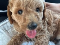 2 aylık toy poodle