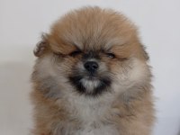 Safkan Pomeranian Boo Erkek Yavru