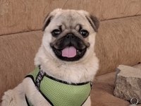 9 Aylık Pug Erkek