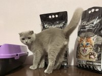 Sahiplendirilecek 4 aylık kedimiz scottish fold