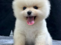Pomeranian boo bebekleri