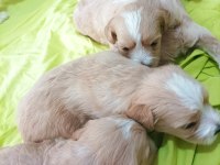 Minik Maltipoo Bebekler