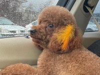 4 Yaşında Aşıları Tam Poodle Erkek