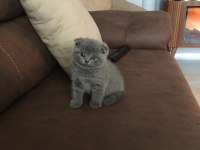 Scottish fold yavrular