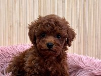 Teacup kore poodle yavrular