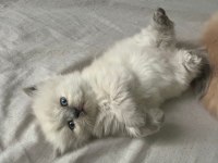 Anne altından 2 aylık chinchilla yavrular