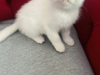 3 aylık dişi ve erkek british shorthair yavru