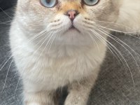 Scottish fold 1 yaşında